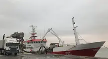 Descarga pesquero Puerto de Dakhla