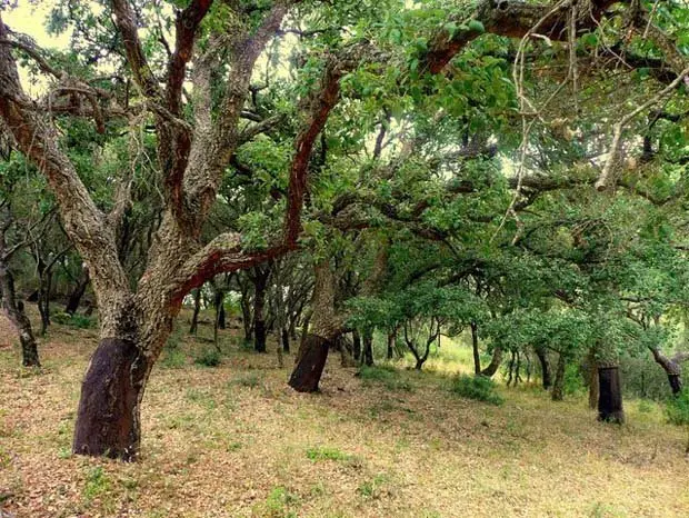 parque-los-alcornocales