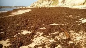 alga invasora
