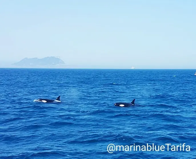 foto 2 orcas de Marina blue Avistamientos 08 19