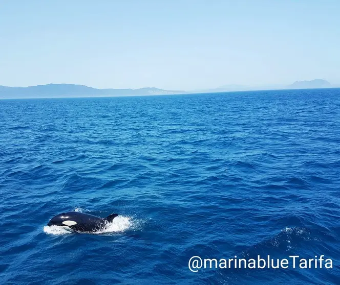 foto de orca de Marina Blue Avistamientos 08 19