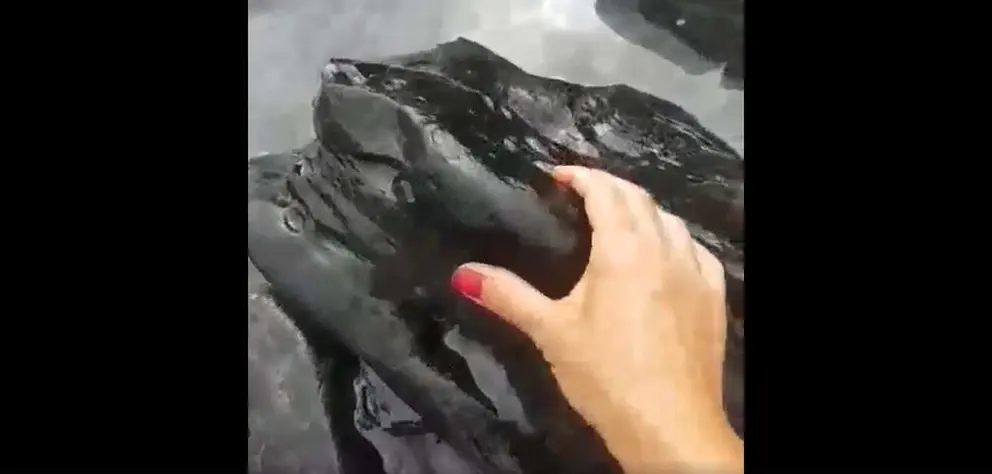 mancha negra