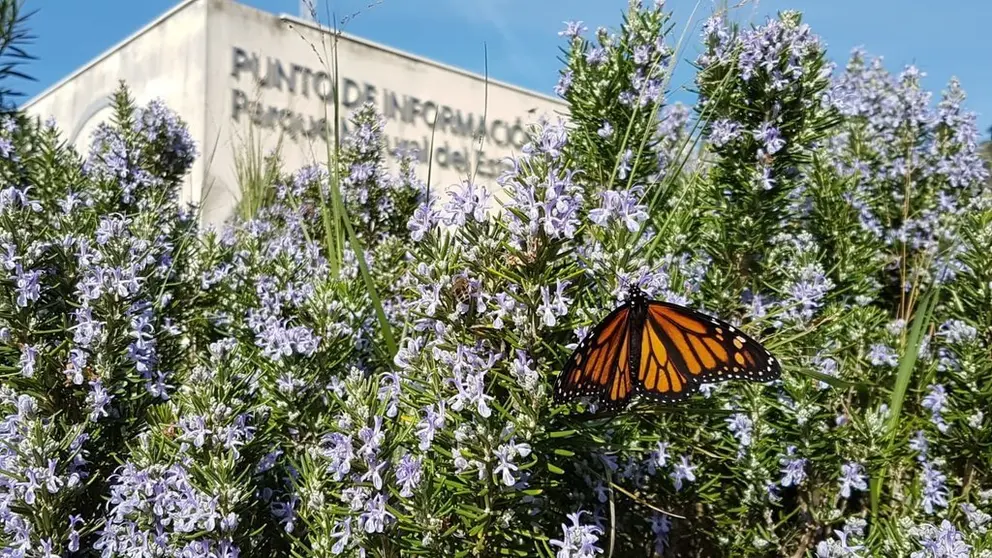 Mariposa en los alrededores del Punto de Informaci&oacute;n del Estrecho foto Marina Blue avistamientos