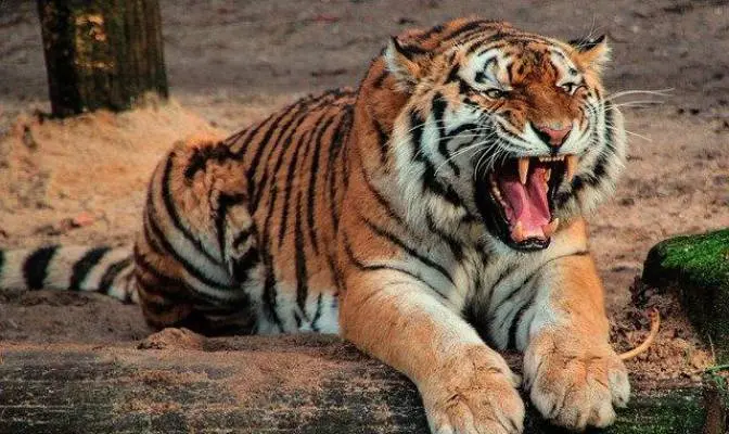 TIGRE