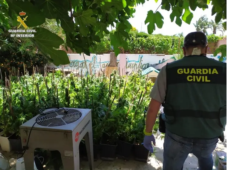 Plantaci&oacute;n de marihuana intervenida.