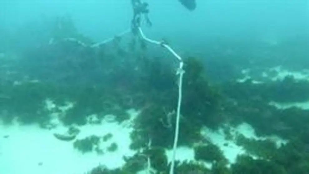 Ecologistas denuncian la pesca con redes de enmalle de deriva.

Ecologistas denuncian la pesca con redes de enmalle de deriva.


5/7/2020