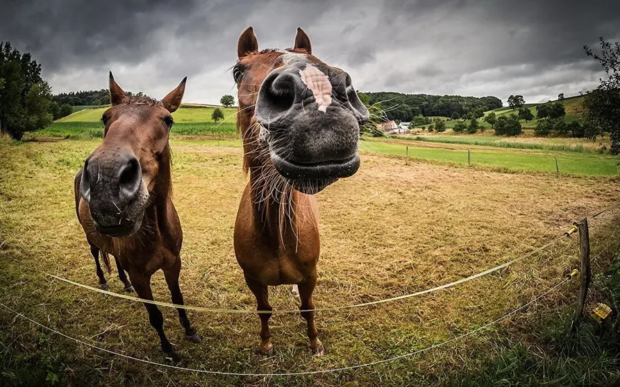caballos