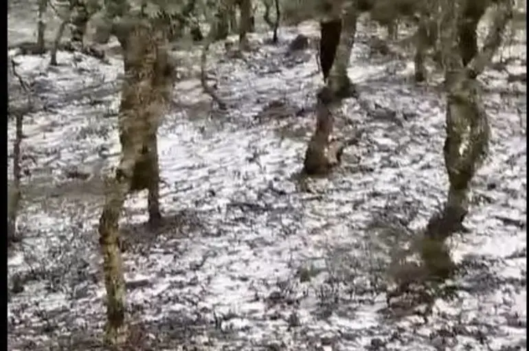 nieve en tarifa