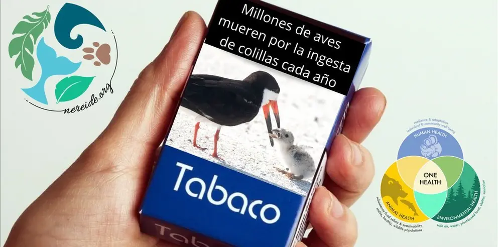 propuesta de imagen