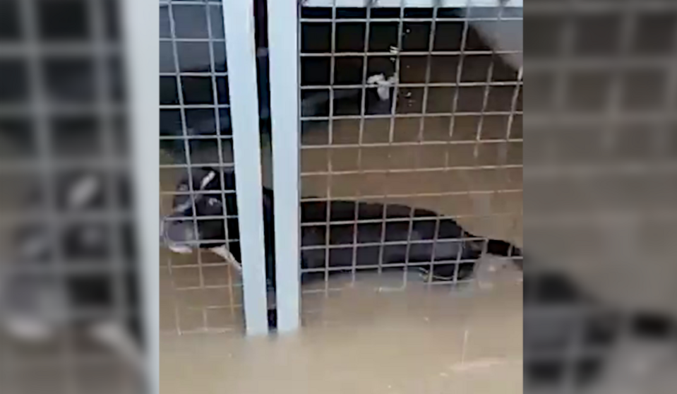 inundaciones en la perrera de los barrios