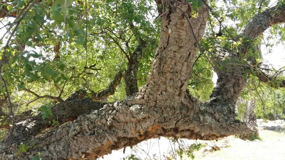 &Aacute;rbol con lagarta peluda.