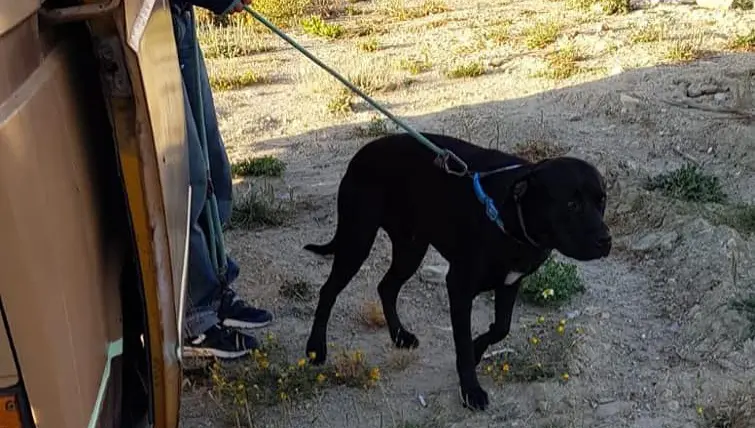 perro