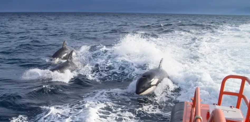 orcas estrecho