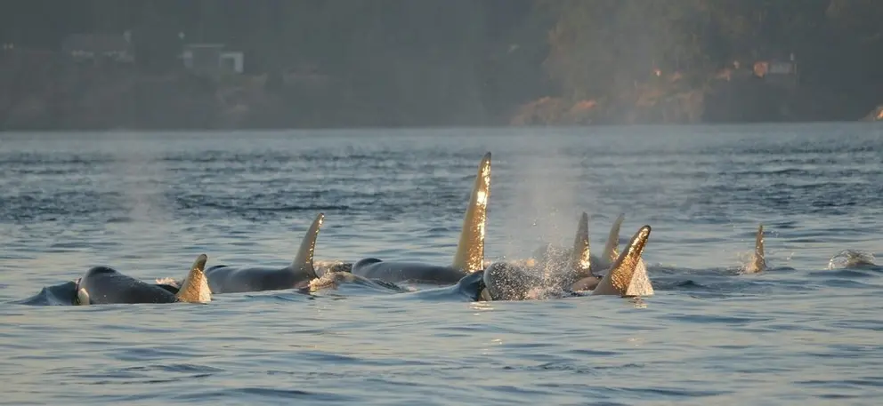 Orcas.