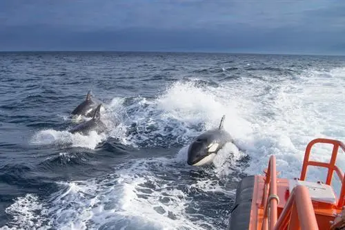 Orcas.