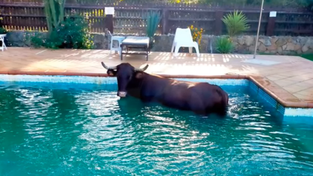 vaca piscina