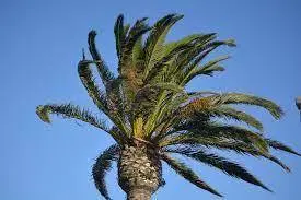VIENTO
