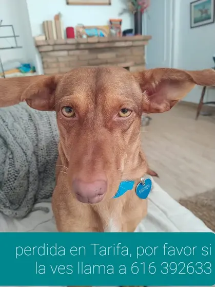 doby dos