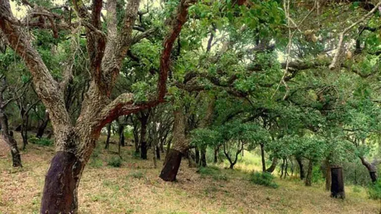 parque-los-alcornocales