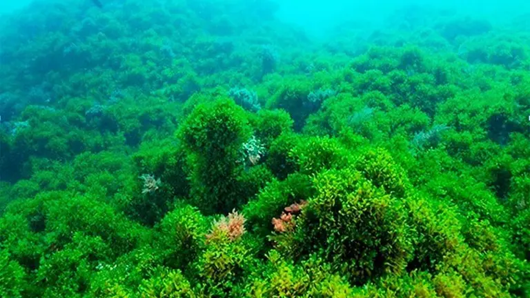 Tarifa-foto-Club-de-Buceo-CIES-Algeciras-2