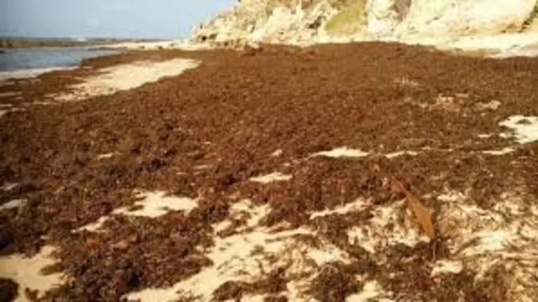 alga invasora