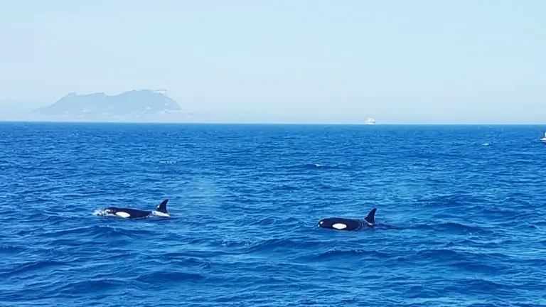 foto 2 orcas de Marina blue Avistamientos 08 19
