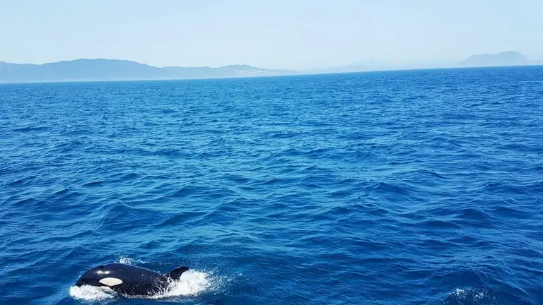 foto de orca de Marina Blue Avistamientos 08 19