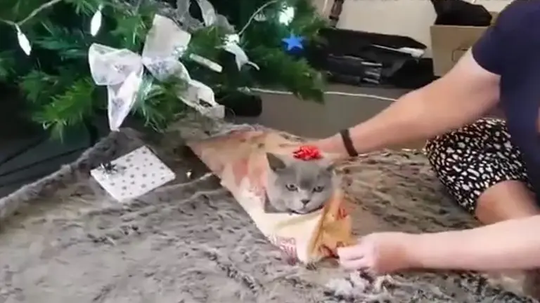 gato