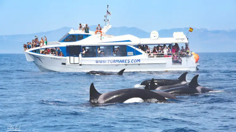 turmares