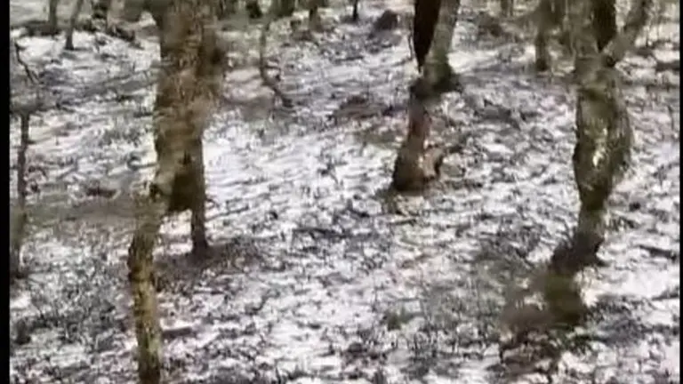 nieve en tarifa