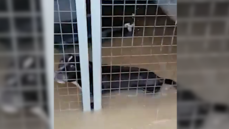 inundaciones en la perrera de los barrios