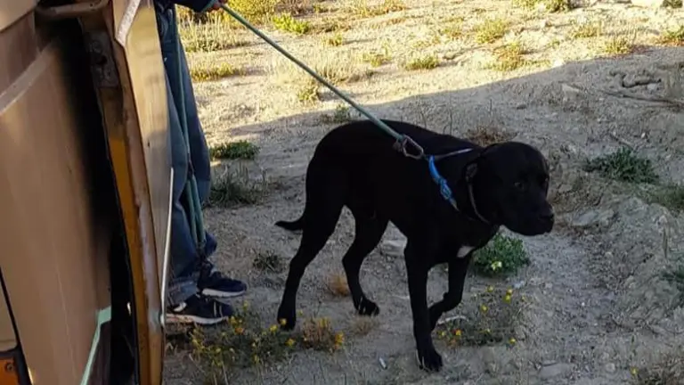perro
