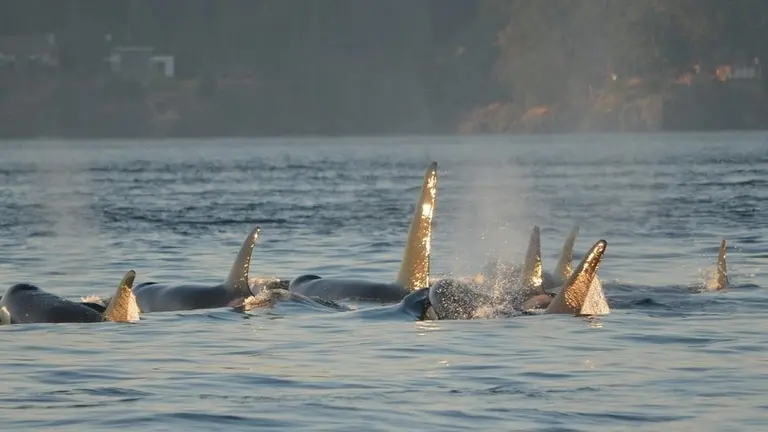 Orcas.