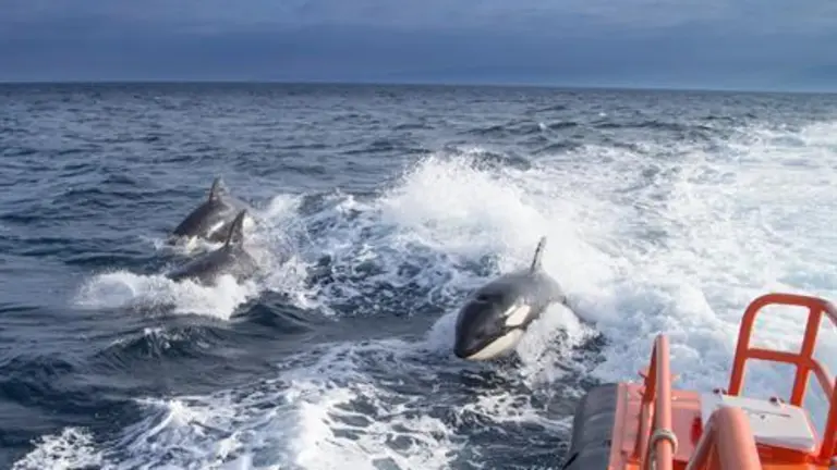 Orcas.