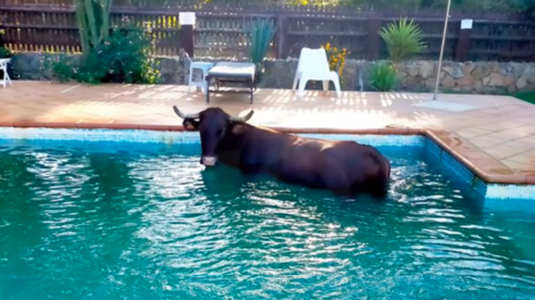 vaca piscina