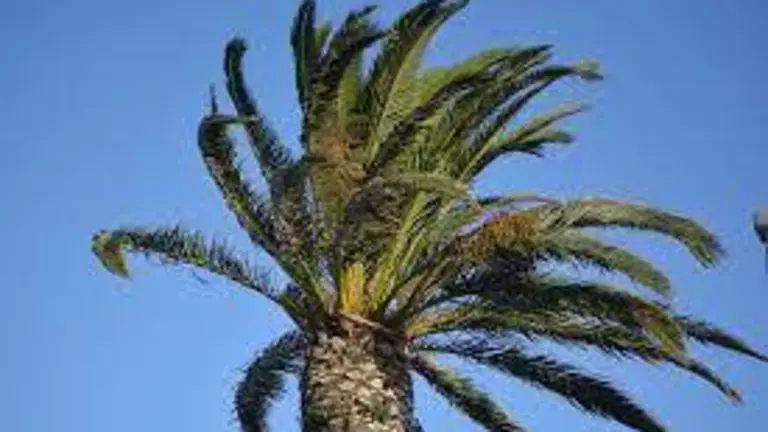 VIENTO