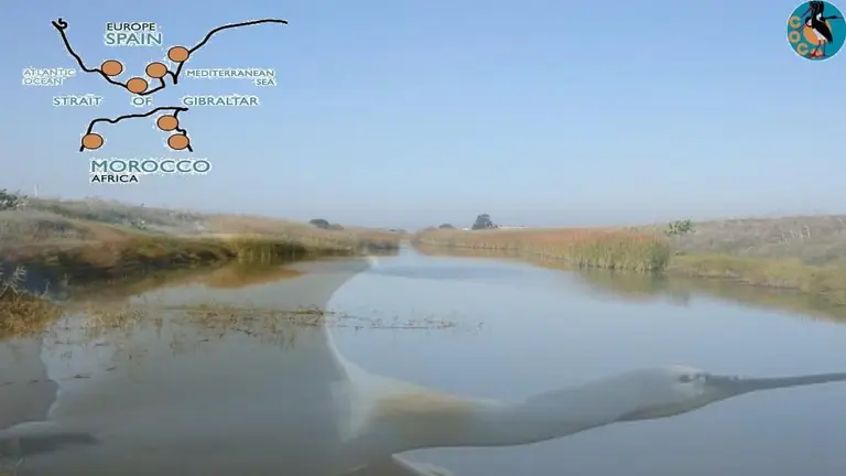 Sos humedales